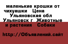 маленькие крошки от чихуашки › Цена ­ 2 000 - Ульяновская обл., Ульяновск г. Животные и растения » Собаки   